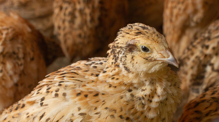 Quail on a poultry farm in cages.