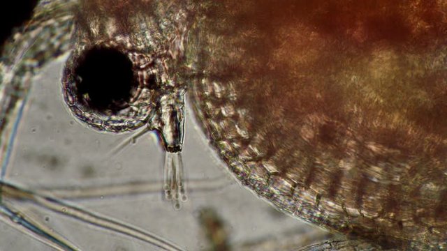 Daphnia a large head close-up eye in a microscope. Transparent microorganism, you can see all organs and heart beats. Theme of laboratory biological research under microscope. Microcosm close-up.
