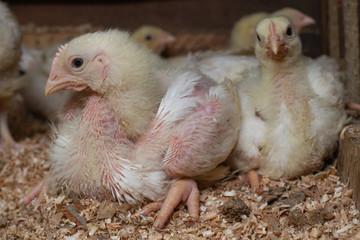 Indoor chicken farm, chicken feeding, and molting of young chicken.