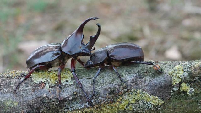 M&auml;nnchen und Weibchen des gro&szlig;en tropischen Nashornk&auml;fers Xylotrupes gideon auf einem Ast