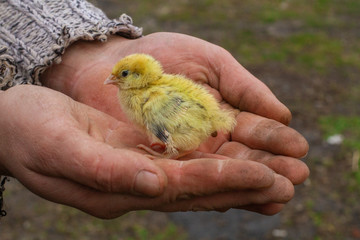 a small quail chick in the farmer's hands.