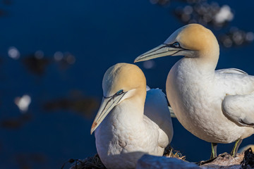 Wild bird in the wild Morus bassanus - Northern Gannet on the island of Helgoland on the North Sea in Germany. The background is a nice bokeh.