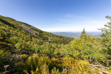 Obraz premium Polish Beskid Mountains landscape, forest under blue sky on sunny day
