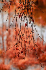 drip on birch leaves in autumn - after the rain - beautiful orange tones