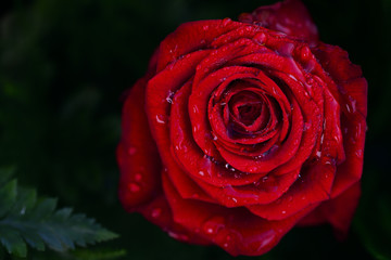 Close-up of a red fresh hybrid rose with moist petals peeking out of a green bouquet