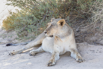 Kalahari Lioness (Panthera leo) with full belly after a hunt  dozing in the shade, Kgalagadi Transfrontier Park, South Africa