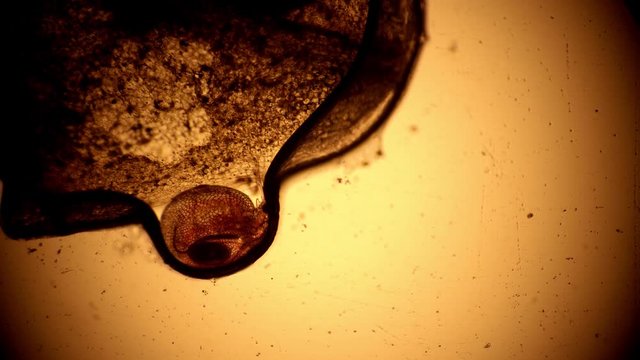 Daphnia stuck in a drop of water from a close-up microscope. Transparent microorganism you can see all organs, heart beats. Theme of laboratory biological research under microscope. Microcosm close-up