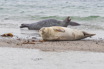 Obraz premium Phoca vitulina - Harbor Seal - on the beach and in the sea on the island of Dune in Germany. Wild foto.