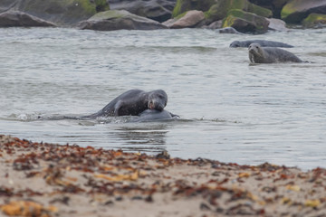 Fototapeta premium Phoca vitulina - Harbor Seal - on the beach and in the sea on the island of Dune in Germany. Wild foto.