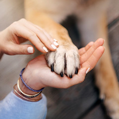 woman hands holding red dogs paw outdoors