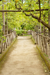 sorrento lemon and orange orchard