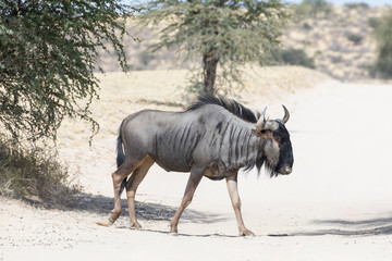 Blue Wildebeest or Brindled Gnu (Connochaetes taurinus) crossing a sand road in the heat of the day, Kgalagadi Transfrontier Park, South Africa