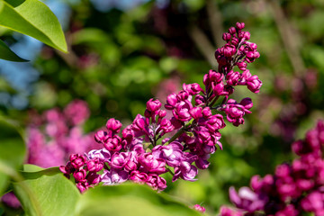 Fototapeta premium pink flowers in the garden