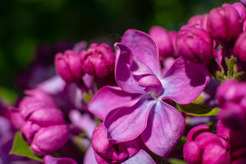 Fototapeta na wymiar pink flowers in the garden