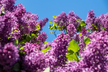 lilac flowers in spring