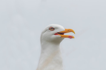 Larus marinus - Large nests of white seagulls on the North Sea coast. Wild photo on the island of Dune in Germany. Photo has nice background and bokeh.