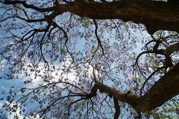Fototapeta na wymiar jacaranda tree in blossom