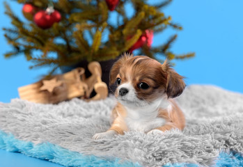 Puppy under the Christmas tree