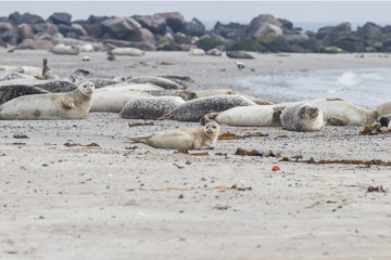 Phoca vitulina - Harbor Seal - on the beach and in the sea on the island of Dune in Germany. Wild foto.
