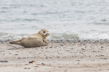 Fototapeta premium Phoca vitulina - Harbor Seal - on the beach and in the sea on the island of Dune in Germany. Wild foto.