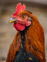 Red rooster close-up. Rooster head