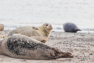Phoca vitulina - Harbor Seal - on the beach and in the sea on the island of Dune in Germany. Wild foto.