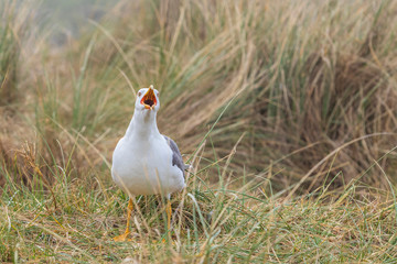 Larus marinus - Large nests of white seagulls on the North Sea coast. Wild photo on the island of Dune in Germany. Photo has nice background and bokeh.