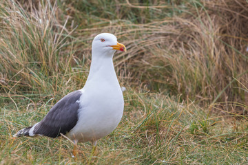 Fototapeta premium Larus marinus - Large nests of white seagulls on the North Sea coast. Wild photo on the island of Dune in Germany. Photo has nice background and bokeh.
