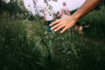 woman hand caressing grass on a field in summer