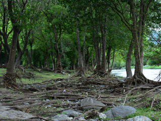 Bosque verde repleto de arboles junto a un arroyo