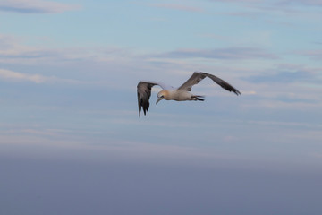 Wild bird in the wild Morus bassanus - Northern Gannet on the island of Helgoland on the North Sea in Germany. The background is a nice bokeh.