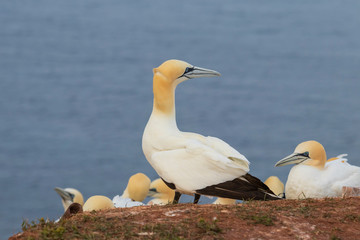 Wild bird in the wild Morus bassanus - Northern Gannet on the island of Helgoland on the North Sea in Germany. The background is a nice bokeh.