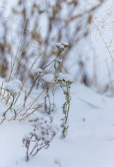 Snow flakes on leafs, beginning of whinter in forest