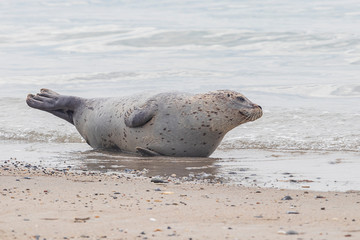 Phoca vitulina - Harbor Seal - on the beach and in the sea on the island of Dune in Germany. Wild foto.