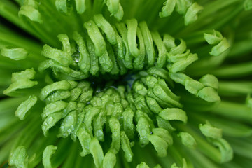 Close-up and detail shot of a green blossom with water drops as a background in nature