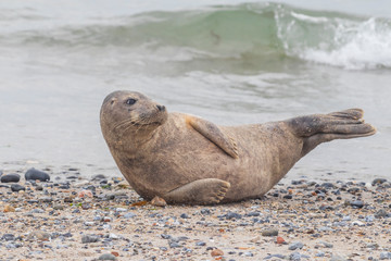 Phoca vitulina - Harbor Seal - on the beach and in the sea on the island of Dune in Germany. Wild foto.