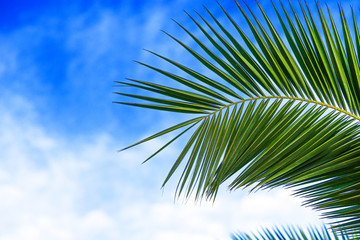 Part of green palm leave on a blue sky background