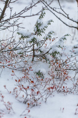 Snow flakes on leafs, beginning of whinter in forest