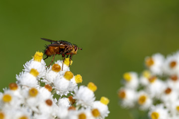 Fly on flower