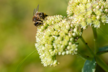 Bee on flower
