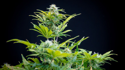 Close-up of medical marijuana female plant in bloom, growing indoor. Cannabis buds with crystals ready to harvest.