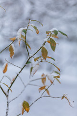 Snow flakes on leafs, beginning of whinter in forest