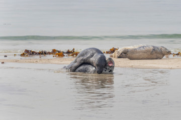 Fototapeta premium Phoca vitulina - Harbor Seal - on the beach and in the sea on the island of Dune in Germany. Wild foto.
