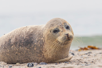 Fototapeta premium Phoca vitulina - Harbor Seal - on the beach and in the sea on the island of Dune in Germany. Wild foto.