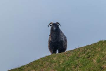 sheep in a field