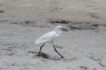 Florida Bird