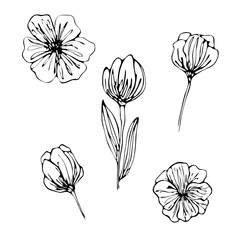 Set of apple, tulip, cherry flowers with leaves on white isolated background. Hand drawn botanical illustration. Suitable for coloring book pages.