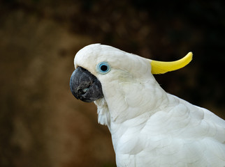 white cockatoo parrot with yellow crest side view