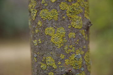 Trees in Sequoia National Park.Tree trunk with moss.The green moss on the bark background texture . The texture of the tree bark in nature . 