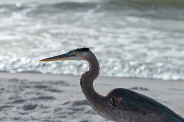 Great Blue Heron close up on beach